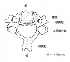 頸椎の構造